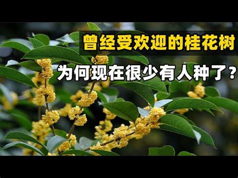 後院種桂花|盆栽桂花應如何種殖